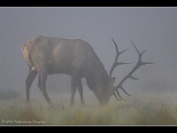 bull elk mist